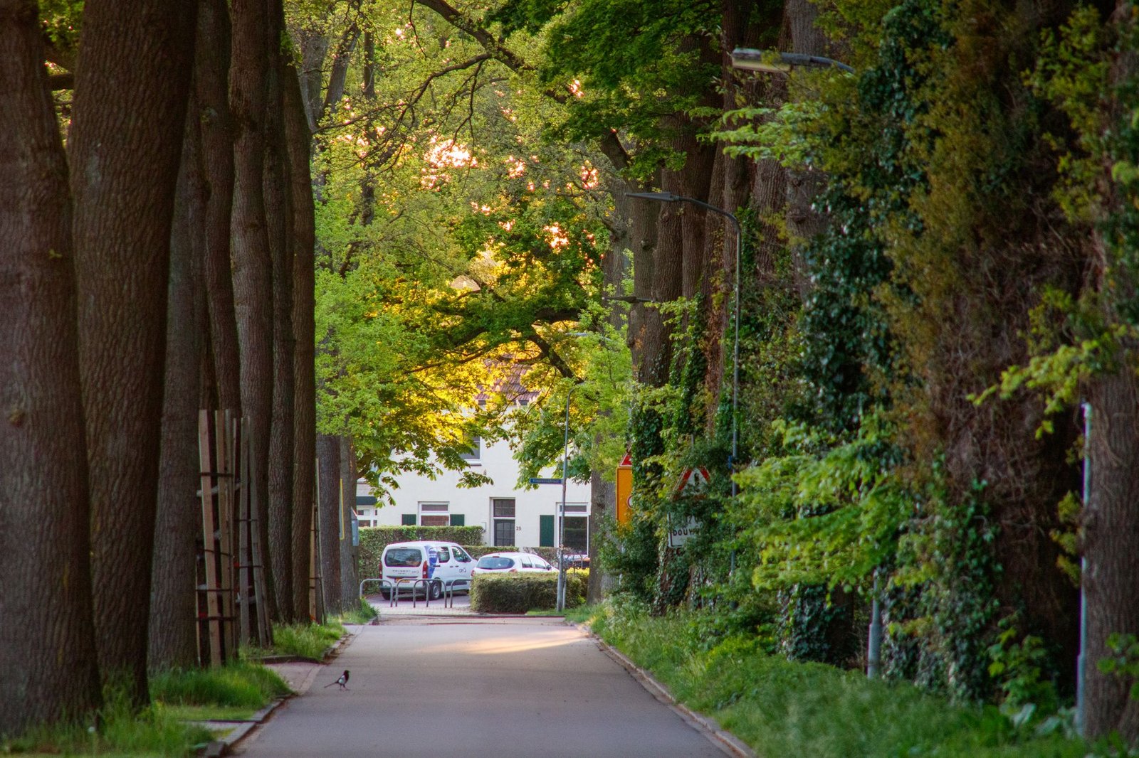 Quiet tree-lined residential street in a coastal South African suburb at golden hour