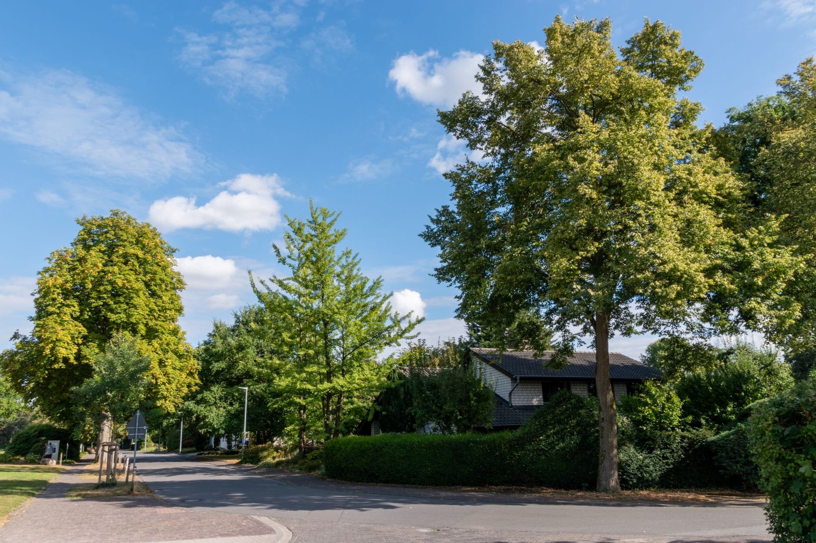 Tree-lined suburban street in Bryanston, Johannesburg, at golden hour