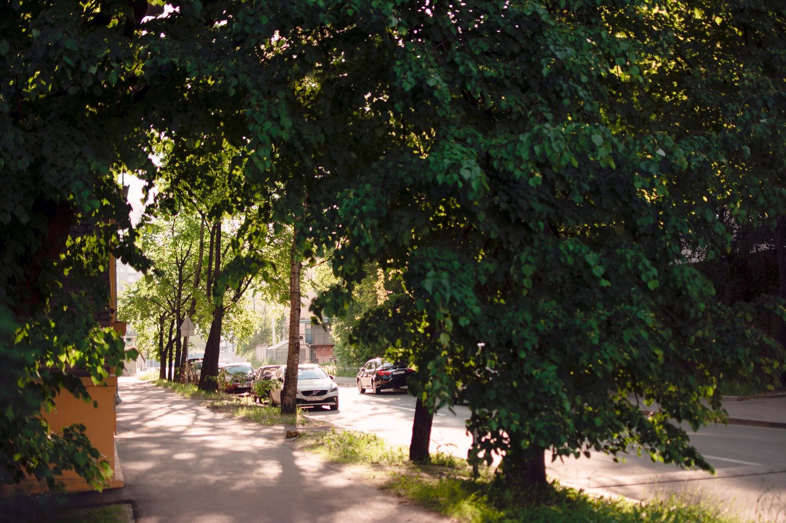 Quiet tree-lined residential street in a KwaZulu-Natal suburb in late afternoon light